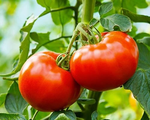 solarii ieftine de calitate  superioara