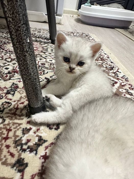 Мушукчалар сотилади