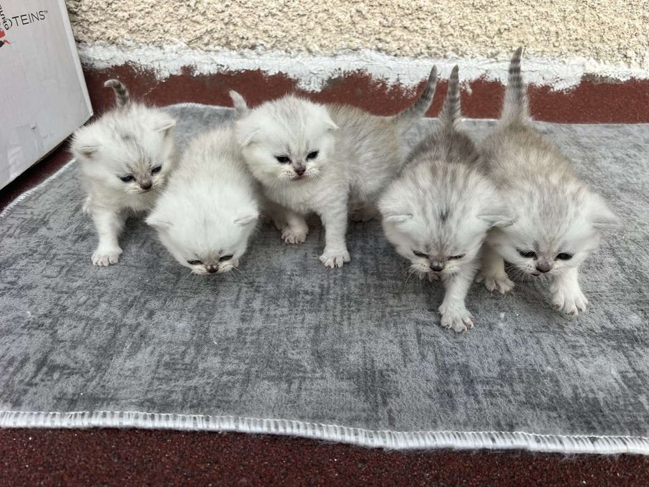 Британски сребърни чинчили