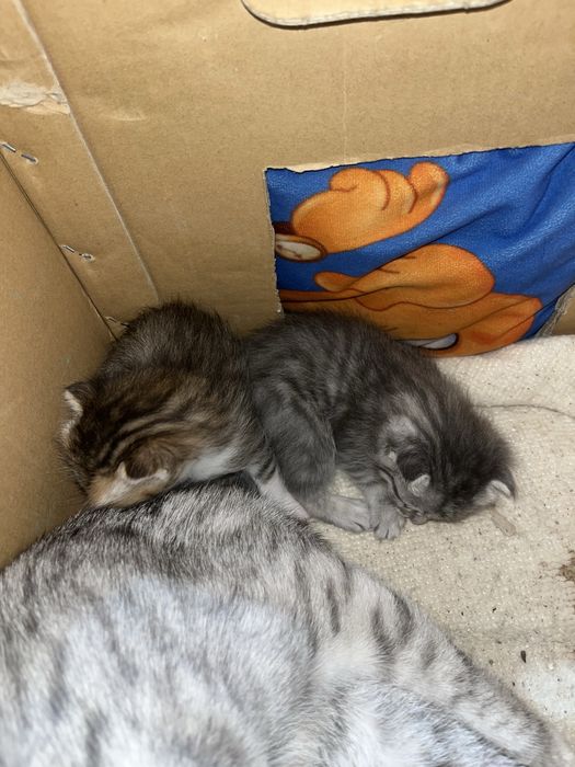 Ерекше түсті марғаулар