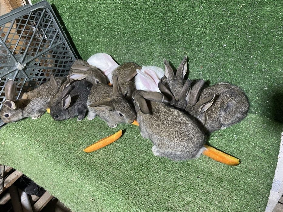 Кролики малыши великаны | Gigant quyon bolalari sotiladi