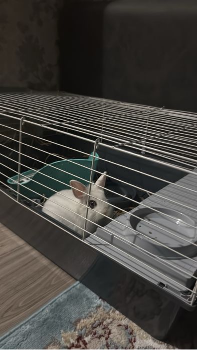 Кролик домашныий 2 айлык