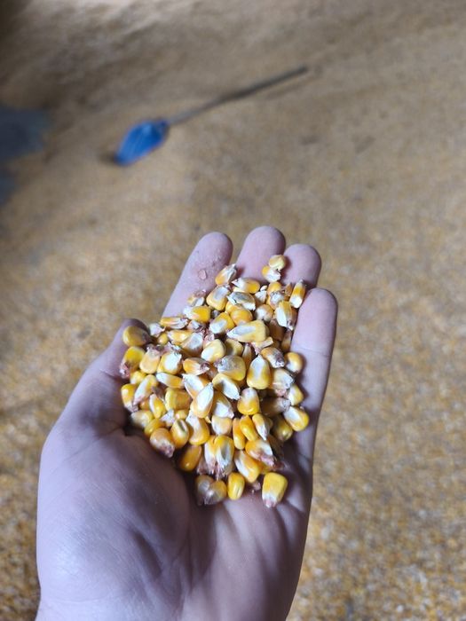 Vând grăunte preț 0,85 de bani