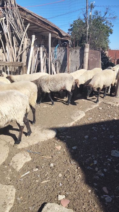 Vând oi sârbești