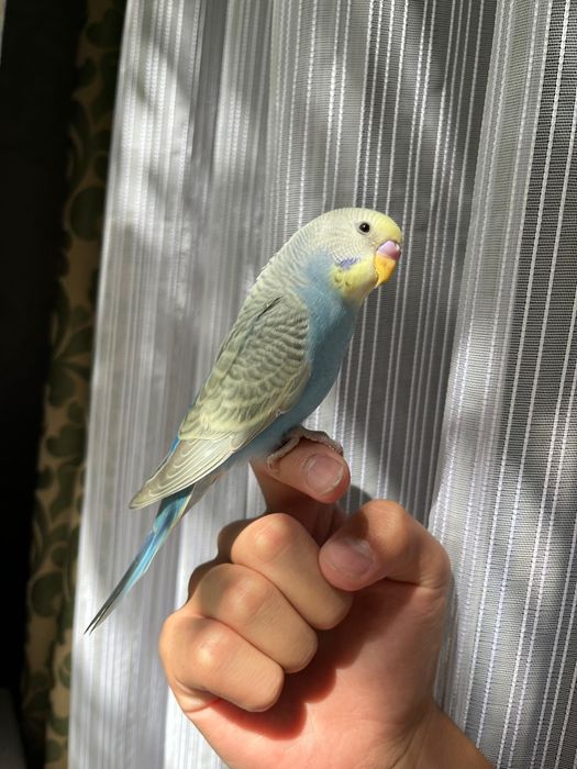 Ручные волнистые попугаи