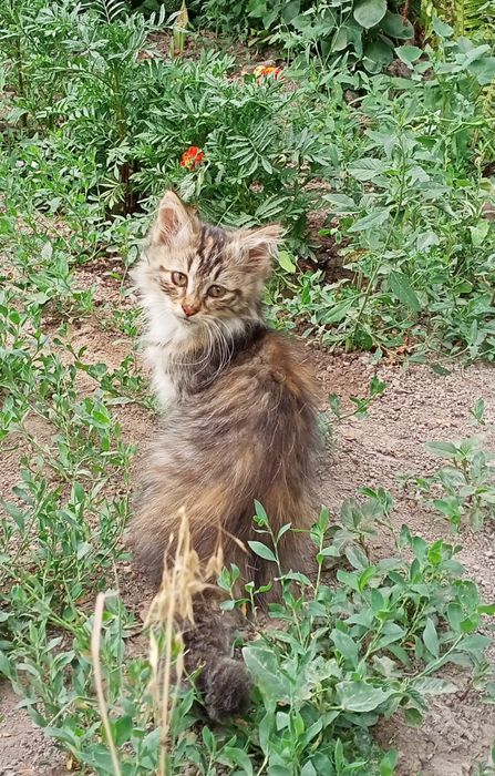 Котёнок бесплатно в хорошие руки