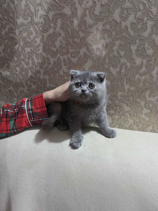 Шотландский фолд