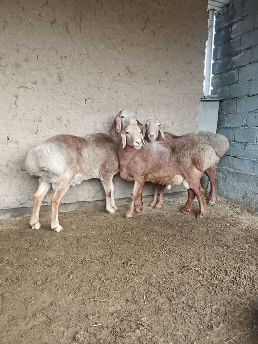 Қошқар семіз бордақы