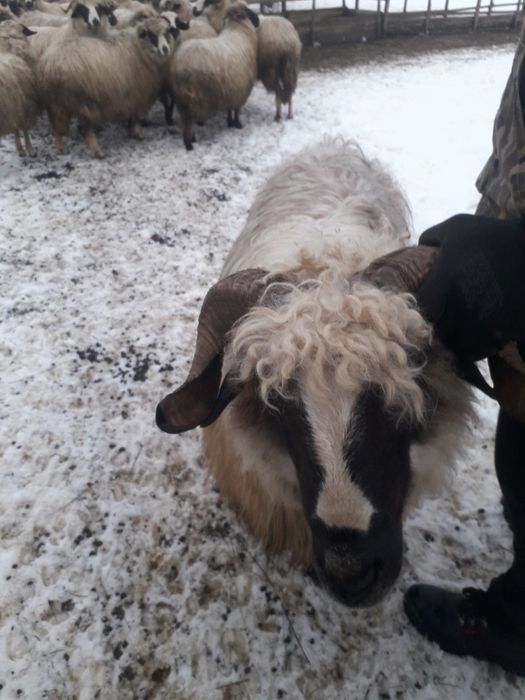 Vând berbecuti brezi