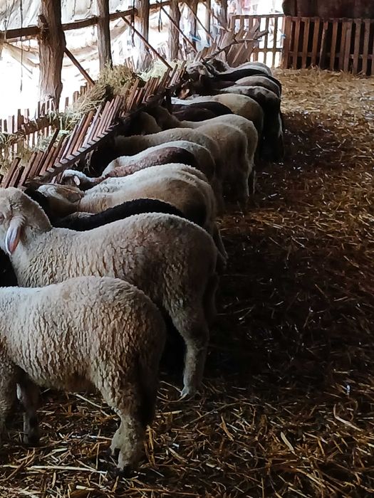 Свободни агнета авасита