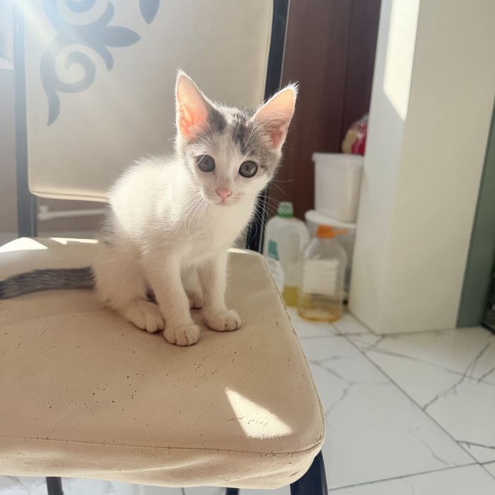 Отдам котенка в добрые руки