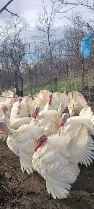 Curcani crescuți bio de vânzare