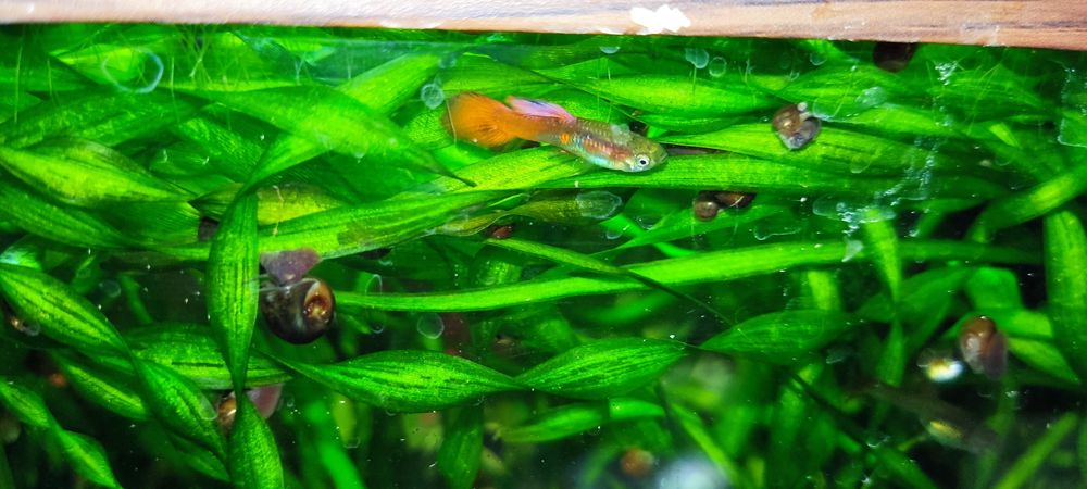 Продам молодь гуппи.