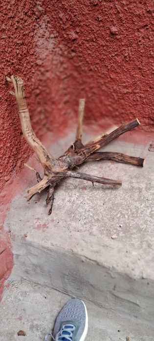 Коряги в аквариум