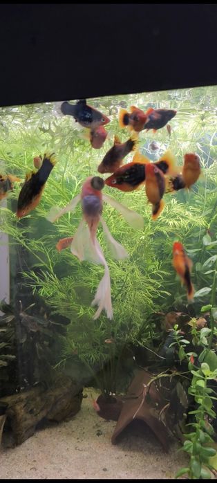 Pești acvariu ,xifo ,platy.