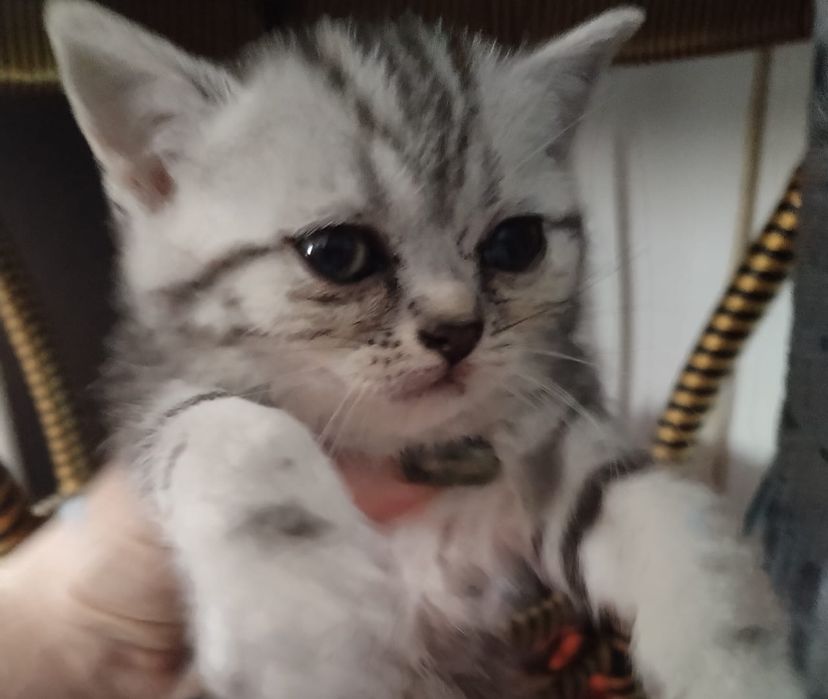 Животные кошки,породистые