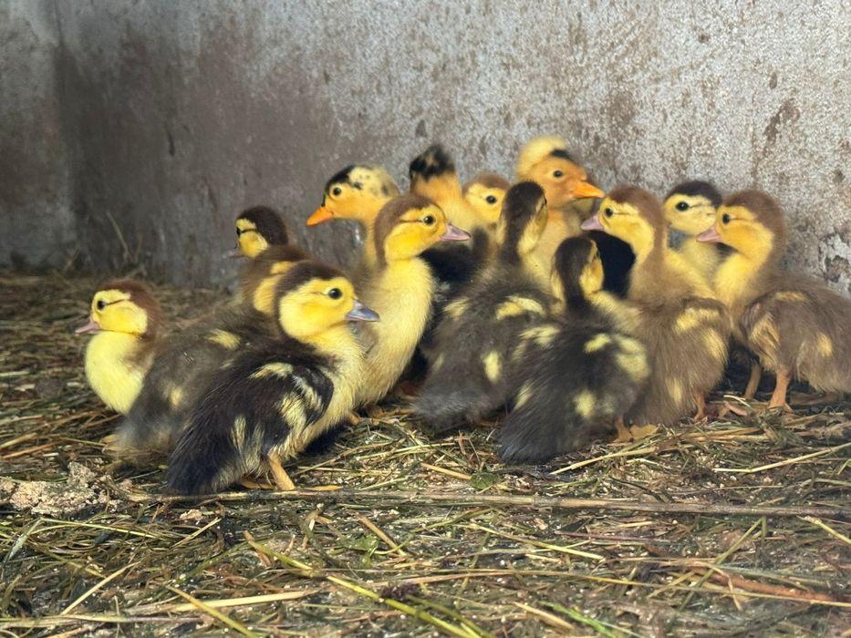 Vand boboci românești și rate mute