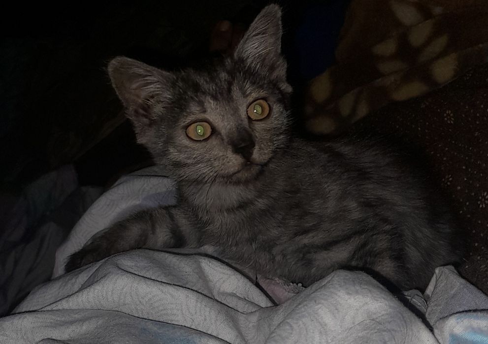 Котёнок девочка ищит дом