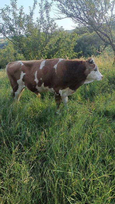 Taur de vânzare...