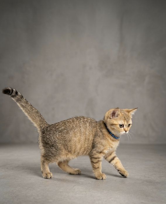 Британская шиншилла окрас золото