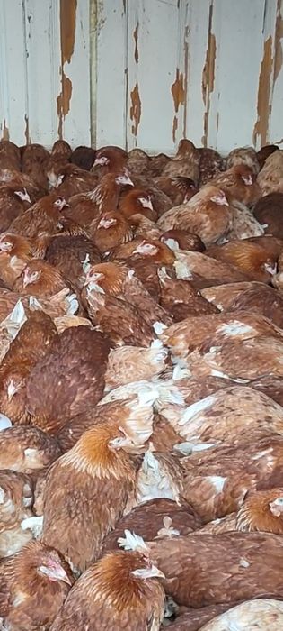 куры Ломан браун 3800 тн