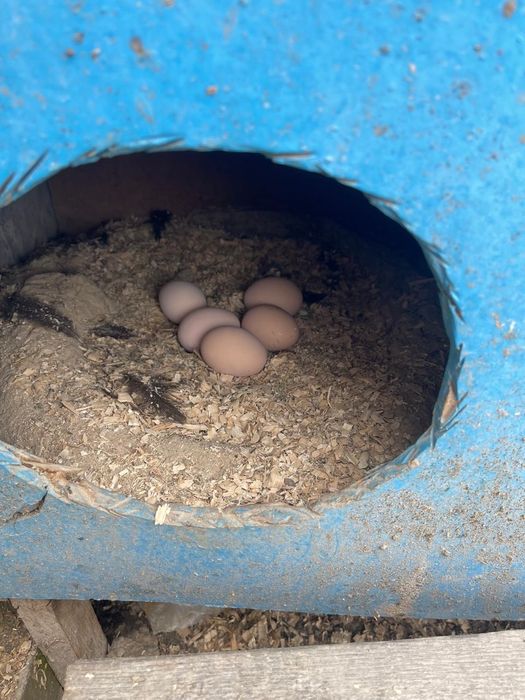 Яйцо Джерсиский гигант