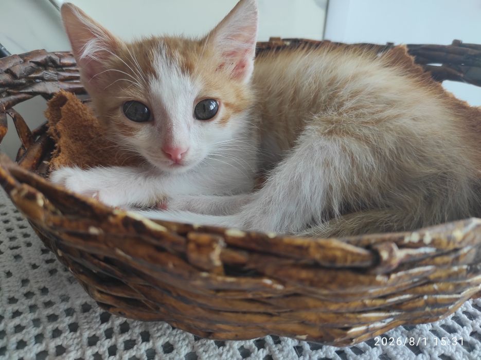 Ищем дом для котят мальчиков/девочек