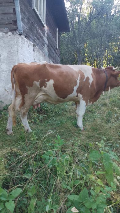 Vaci cu vitei de vanzare