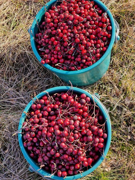 1 kg macese uscate, 1 kg paducel proaspat