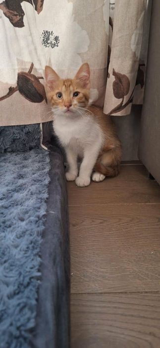 Подарявам котенца