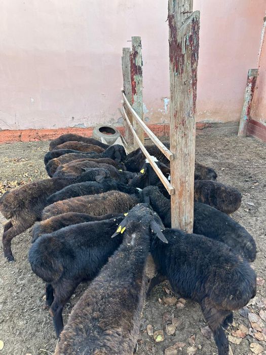 Кошкарлар сатылады