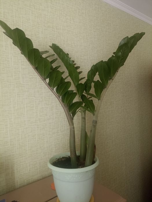 Суккуленты продам