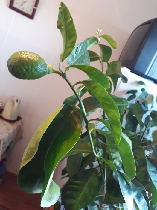 Дерево с лимонами