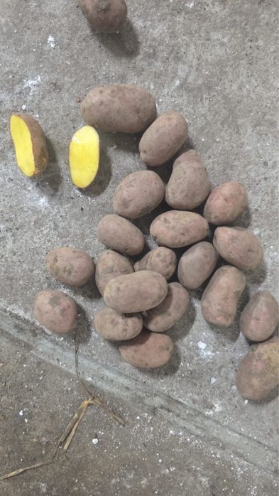 Семена картофеля