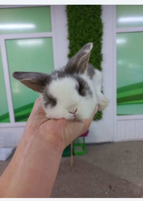 Кролики карликовые