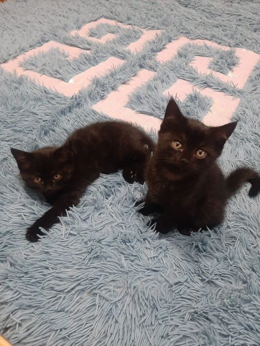 Котята добрым людям