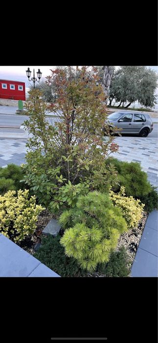 Intretinere /tuns gazon/Cosmetizare /Fertilizare/plantare/consultanta