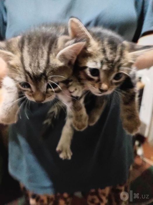 Скотиш страйт котята