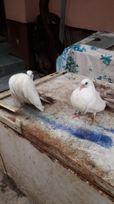 Vand porumbei voltati