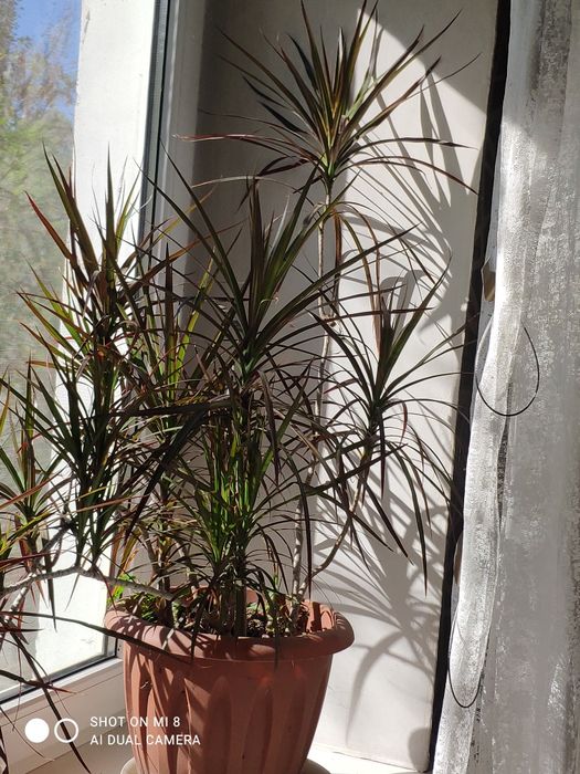 Драцена окаймления