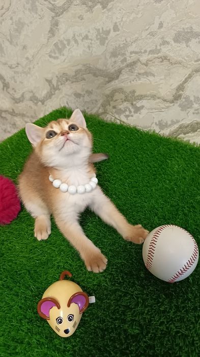 Чистокровные котята от правильной вязки