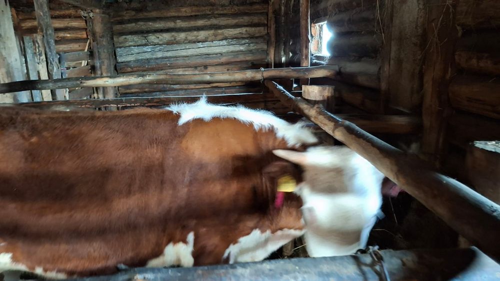 Продам тёлочка 1год 4месяца