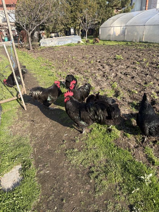 Черен австралорп