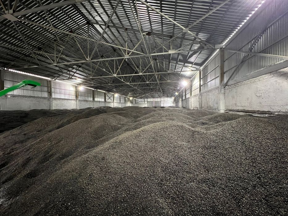 Подсолнечник масличный