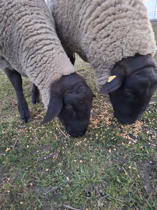 Vând berbeci rasa Suffolk German