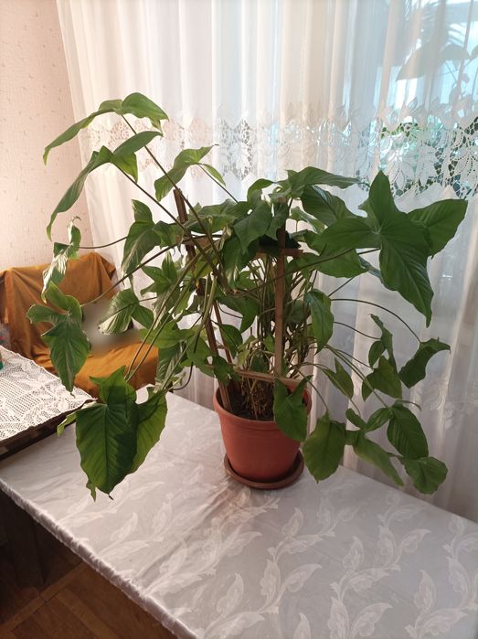 Цветок Сингониум большой