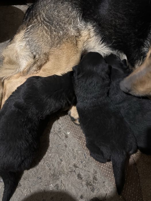 Щенки восточно европейской овчарки