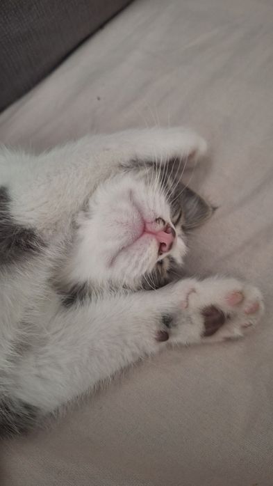Отдаётся котёнок мальчик в добрые руки!