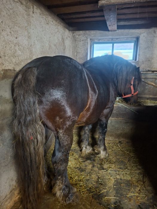 Vand sau schimb armăsar de 5 ani