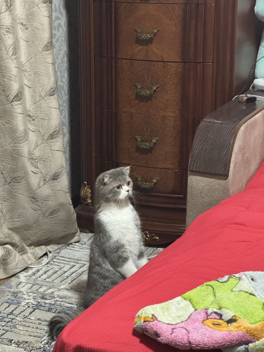 Scottish Fold